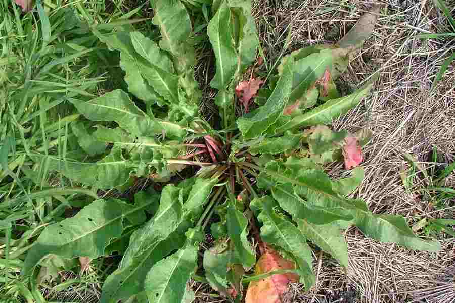 Rumex crispus